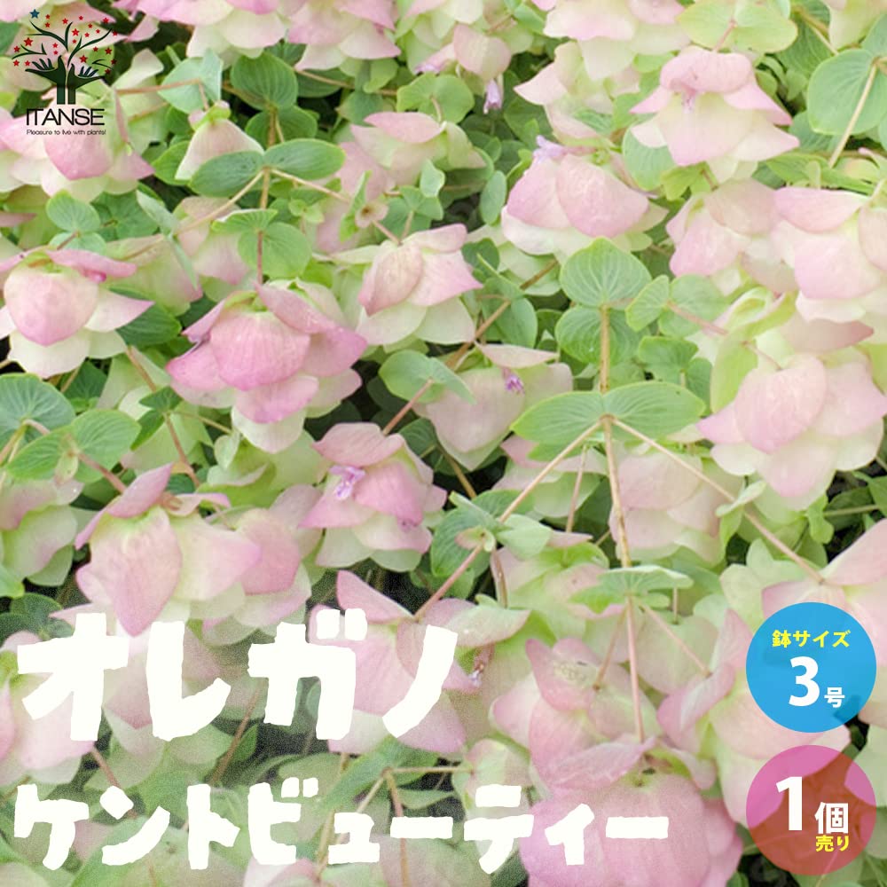 Amazon.co.jp: ITANSE オレガノ ケントビューティー 3号ポット 1